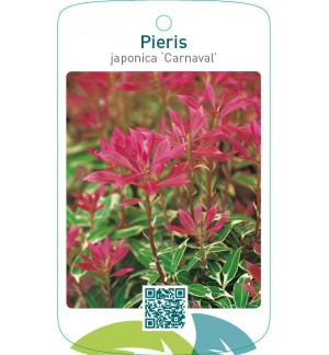 Pieris japonica ‘Carnaval’