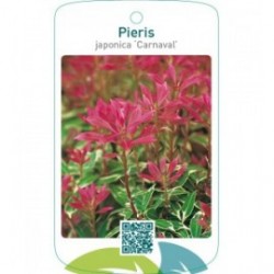Pieris japonica ‘Carnaval’