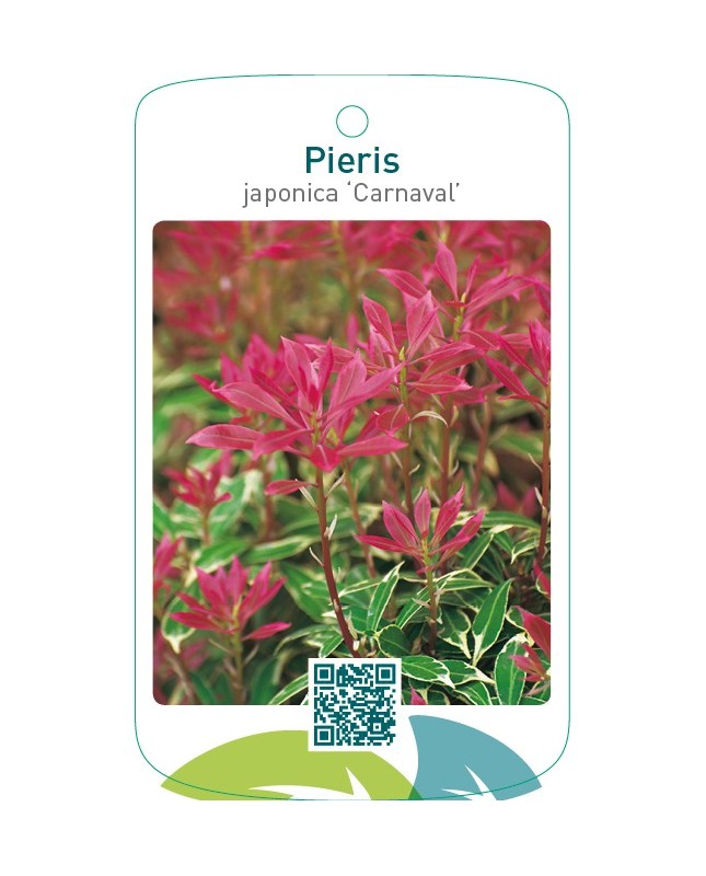 Pieris japonica ‘Carnaval’