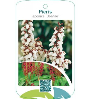 Pieris japonica ‘Bonfire’