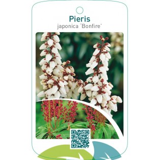 Pieris japonica ‘Bonfire’