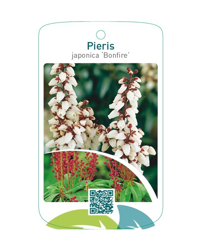 Pieris japonica ‘Bonfire’