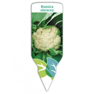 Coliflor (Brassica oleracea)