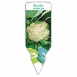 Coliflor (Brassica oleracea)