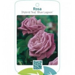 Rosa [Hybrid Tea] ‘Blue Lagoon’
