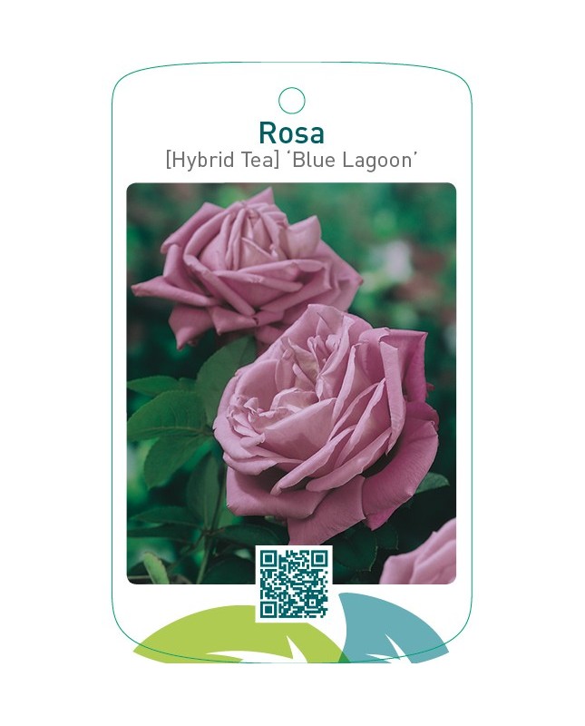 Rosa [Hybrid Tea] ‘Blue Lagoon’