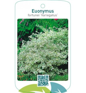 Euonymus fortunei ‘Variegatus’