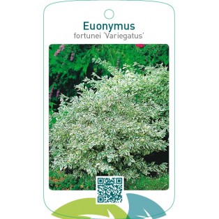 Euonymus fortunei ‘Variegatus’