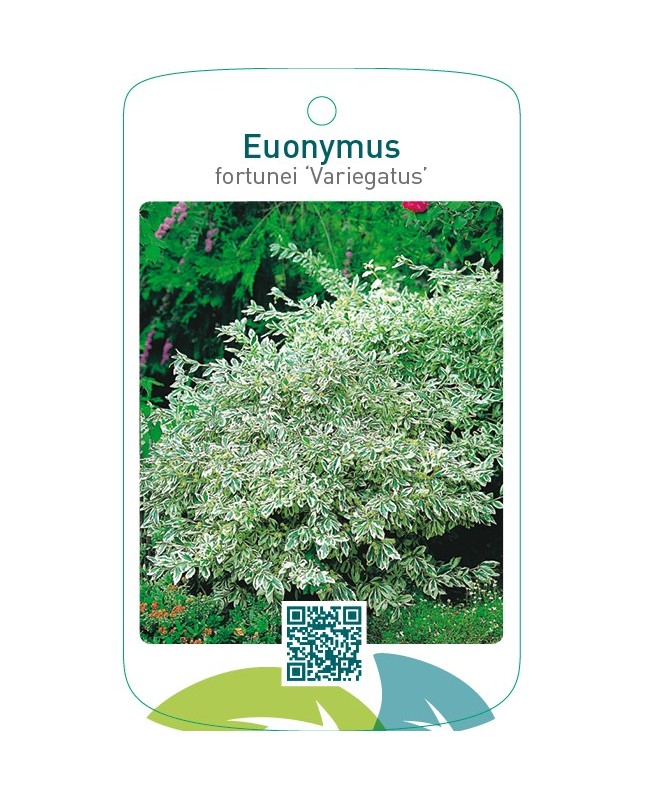 Euonymus fortunei ‘Variegatus’