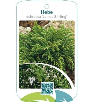 Hebe ochracea ‘James Stirling’