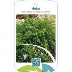 Hebe ochracea ‘James Stirling’