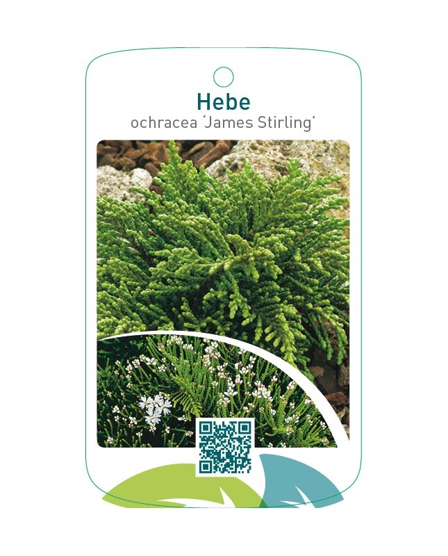 Hebe ochracea ‘James Stirling’