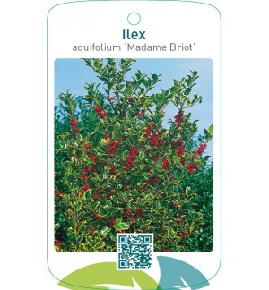 Ilex aquifolium ‘Madame Briot’