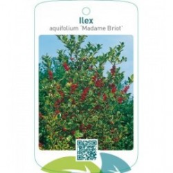 Ilex aquifolium ‘Madame Briot’