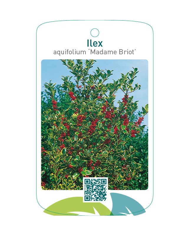 Ilex aquifolium ‘Madame Briot’