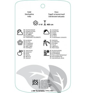 Etichette di Ilex aquifolium ‘Madame Briot’ *