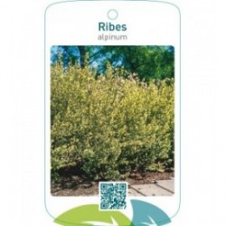 Ribes alpinum