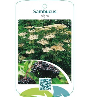 Sambucus nigra
