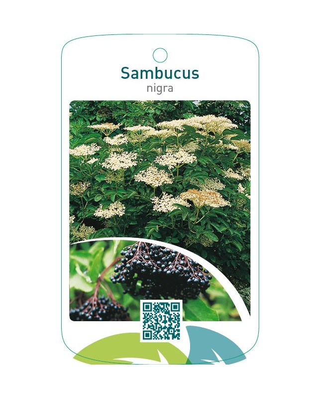 Sambucus nigra