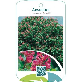 Aesculus xcarnea ‘Briotii’