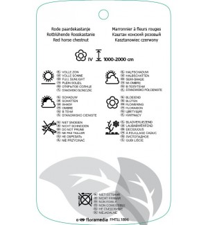 Etichette di Aesculus xcarnea ‘Briotii’ *