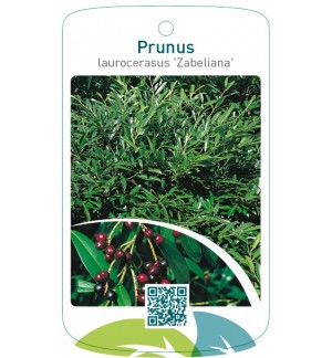Prunus laurocerasus ‘Zabeliana’