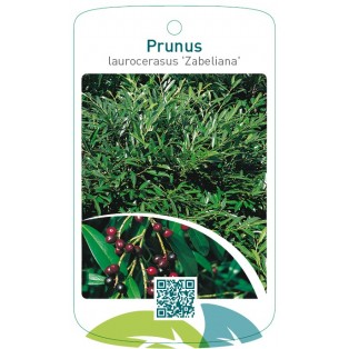 Prunus laurocerasus ‘Zabeliana’
