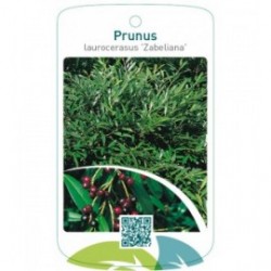 Prunus laurocerasus ‘Zabeliana’