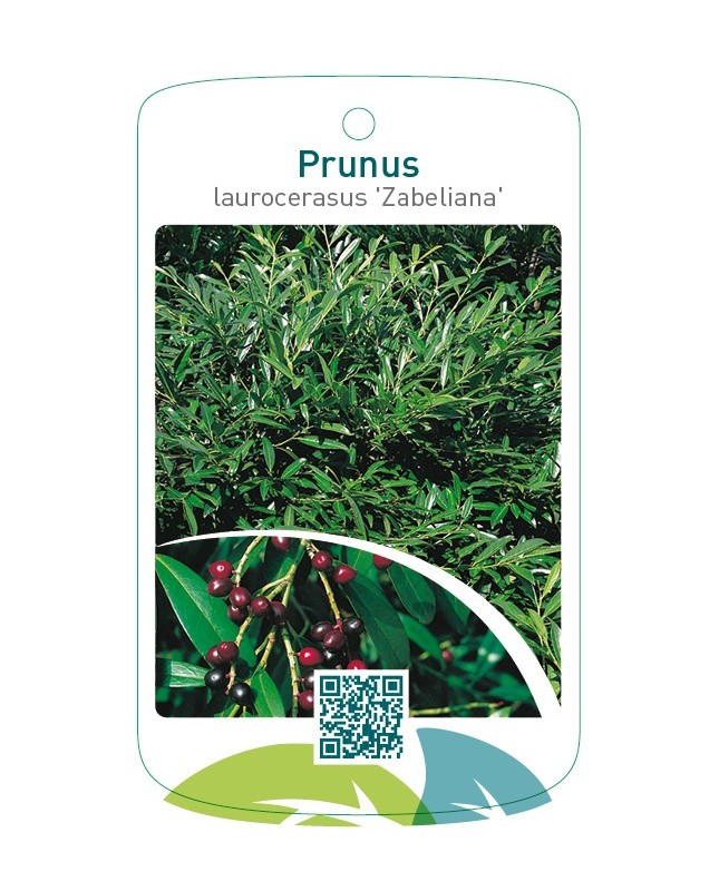 Prunus laurocerasus ‘Zabeliana’