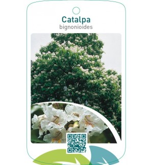 Catalpa bignonioides