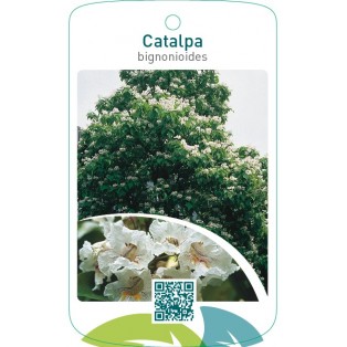 Catalpa bignonioides
