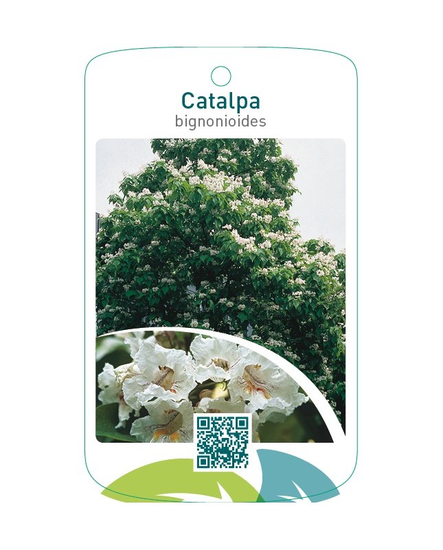 Catalpa bignonioides