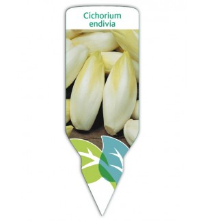 Endivia (Cichorium intybus)
