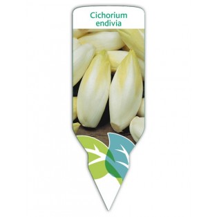 Endivia (Cichorium intybus)