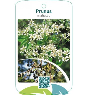 Prunus mahaleb