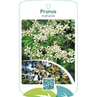 Prunus mahaleb