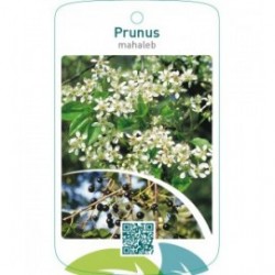 Prunus mahaleb