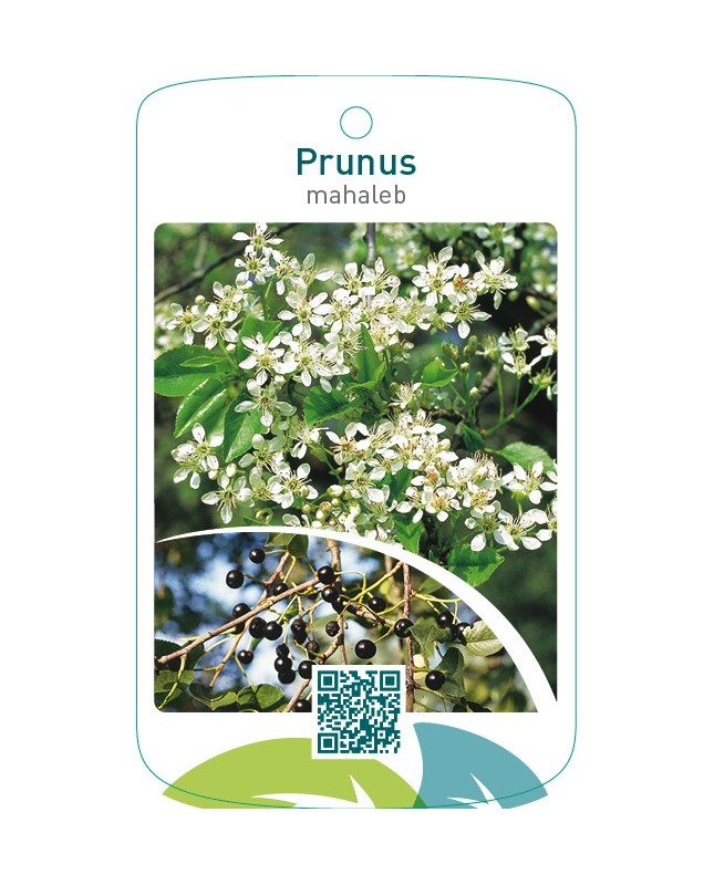 Prunus mahaleb