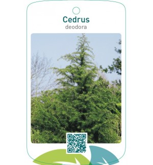 Cedrus deodora