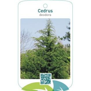 Cedrus deodora