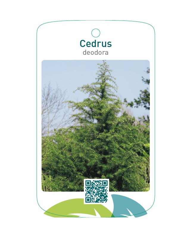 Cedrus deodora