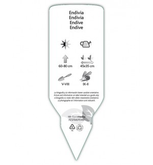 Etichette di Endivia