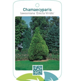 Chamaecyparis lawsoniana ‘Erecta Viridis’
