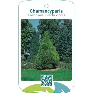 Chamaecyparis lawsoniana ‘Erecta Viridis’