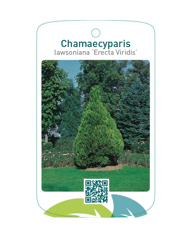 Chamaecyparis lawsoniana ‘Erecta Viridis’