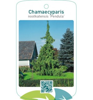 Chamaecyparis nootkatensis ‘Pendula’