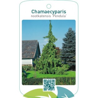 Chamaecyparis nootkatensis ‘Pendula’