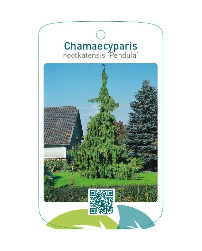 Chamaecyparis nootkatensis ‘Pendula’