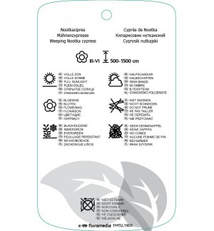 Etichette di Chamaecyparis nootkatensis ‘Pendula’ *