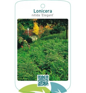 Lonicera nitida ‘Elegant’